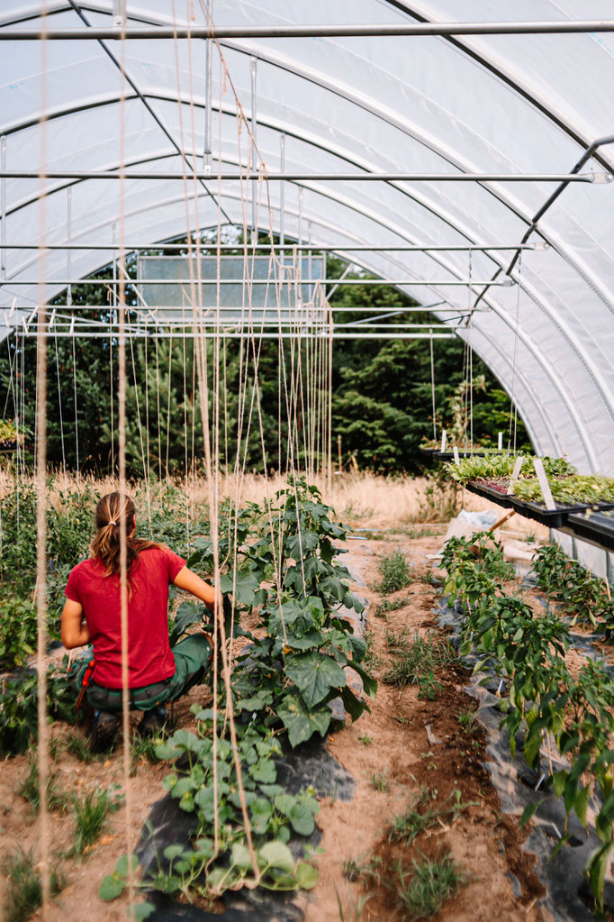 Mann erntet Gemüse in einem Tunnelgewächshaus. Authentische Darstellung nachhaltiger Lebensmittelproduktion. Landwirtschaftsfotografie für Permakulturfarm.