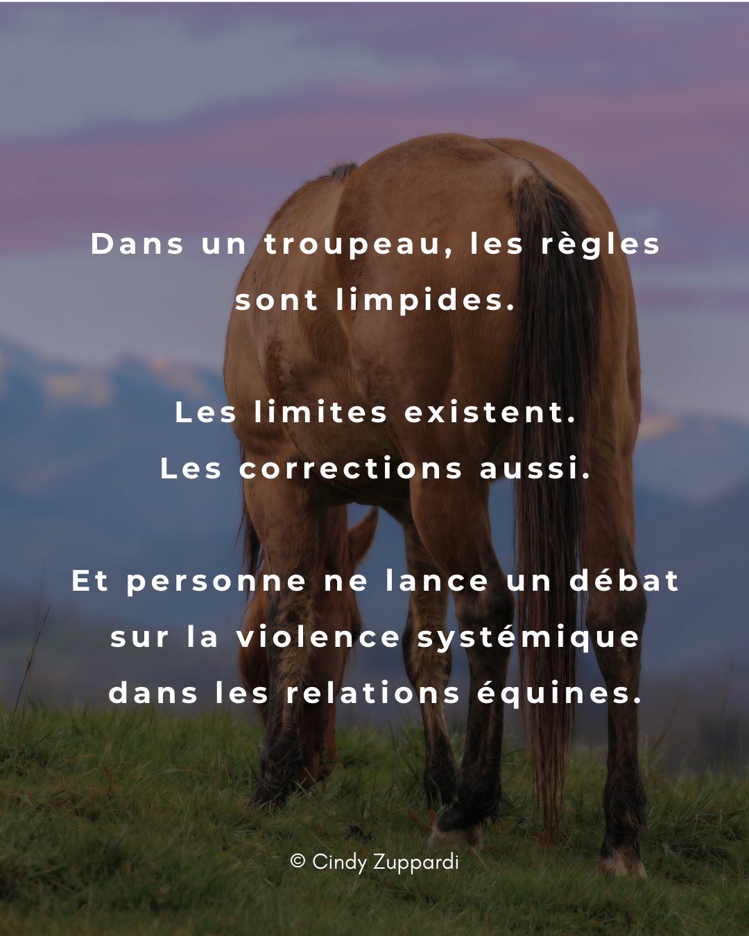Ce que l’on apprend en observant un troupeau de chevaux