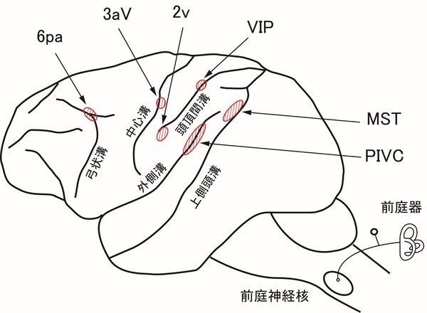 前庭覚中枢/Wikimedia Commonsより