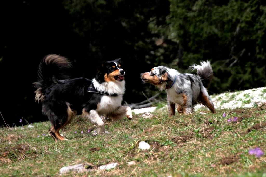 die Mädels beim Toben