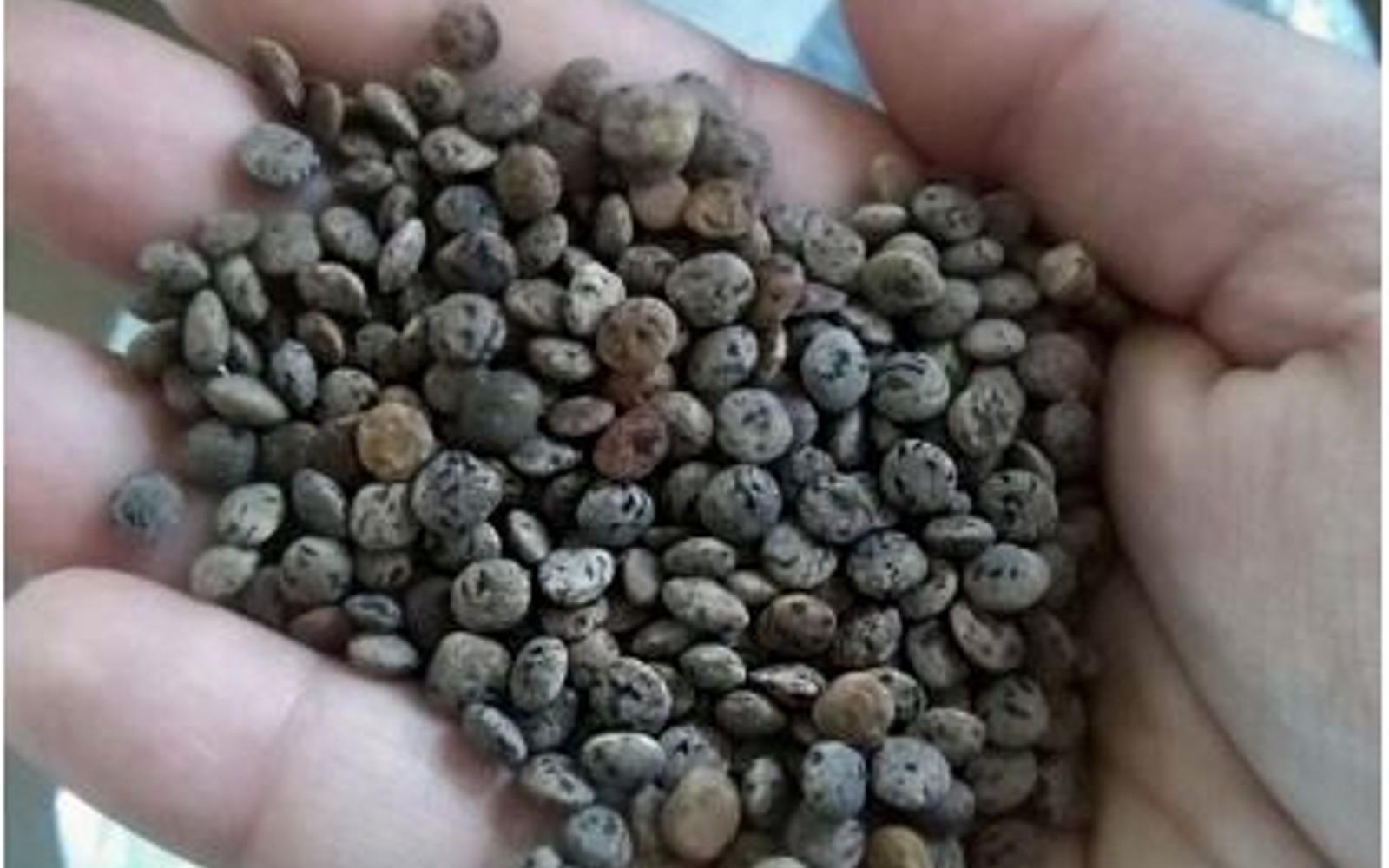 The Black Lentil of Calasetta: A Hidden Treasure of Sardinia