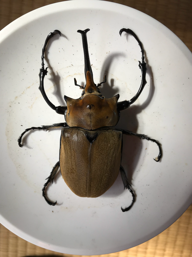 昆虫ブリーダー - mushiyanishiguchi ページ！