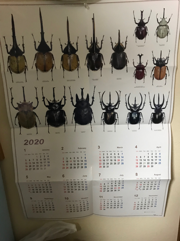 昆虫ブリーダー - mushiyanishiguchi ページ！