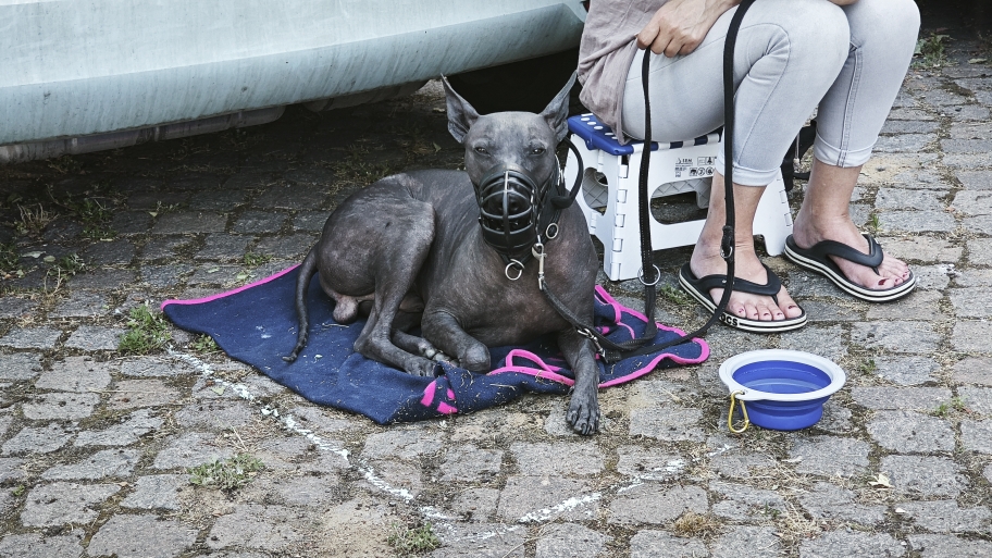 Hu hu Caro,   Muss Dir mal ein ganz dickes Dankeschön für Deine Hilfe aussprechen. Dank Deines Kurses, haben wir wahnsinnig viel geschafft. 🥰 Verstehe Ivo immer besser und die Hundebegegnungen werden auch immer besser. Ich konnte meine Angst, soweit es geht, bei Seite legen und habe es tatsächlich geschafft, heute der vierte Tag, wo ich sogar Nico mitnehmen kann und was soll ich sagen, es klappt echt gut. Ich bin einfach nur Happy Dich gefunden zu haben und du uns so geholfen hast in unserer, für mich ausweglosen Situation. Ich kann es gar nicht richtig in Worte fassen. Danke Danke Danke.  Nun freuen Ivo und ich uns schon ganz dolle auf den Chill mal Kurs.   Bis denn  Liebe Grüße  Sandra