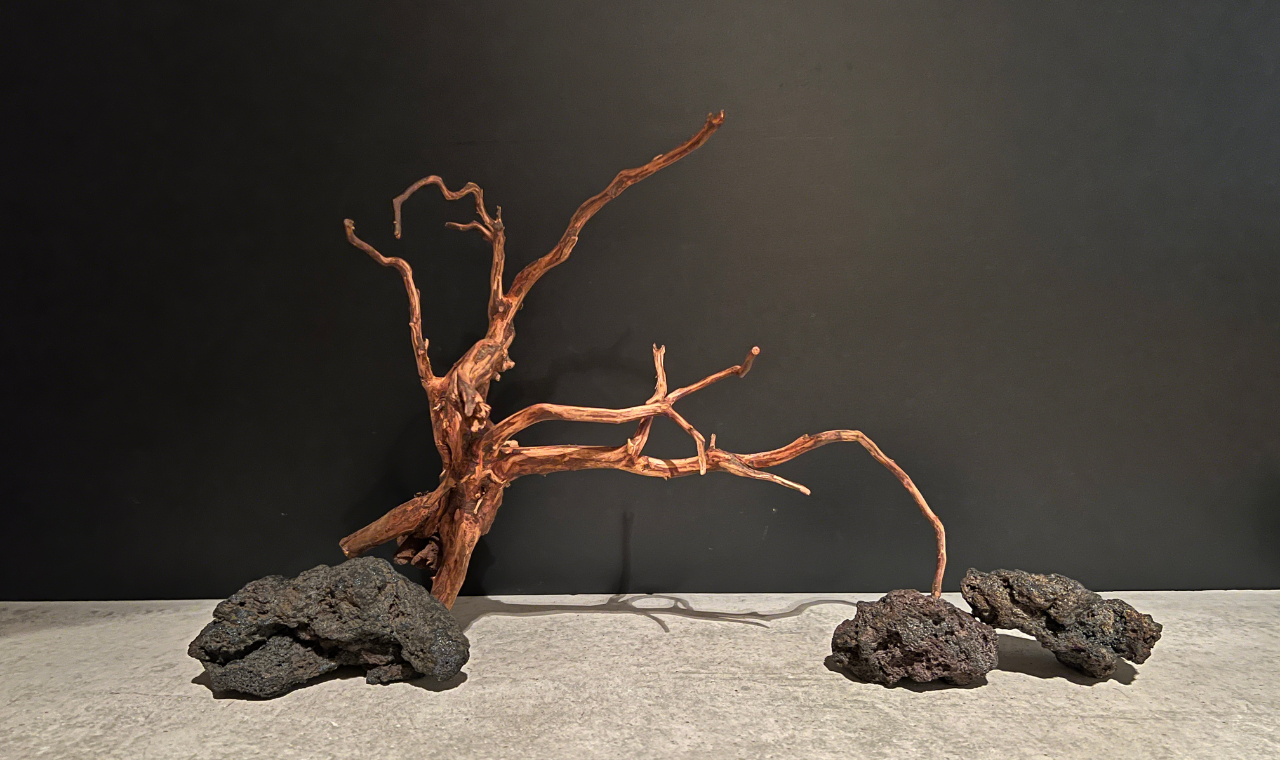 厳選流木素材 ブログ - 水槽素材【公式】