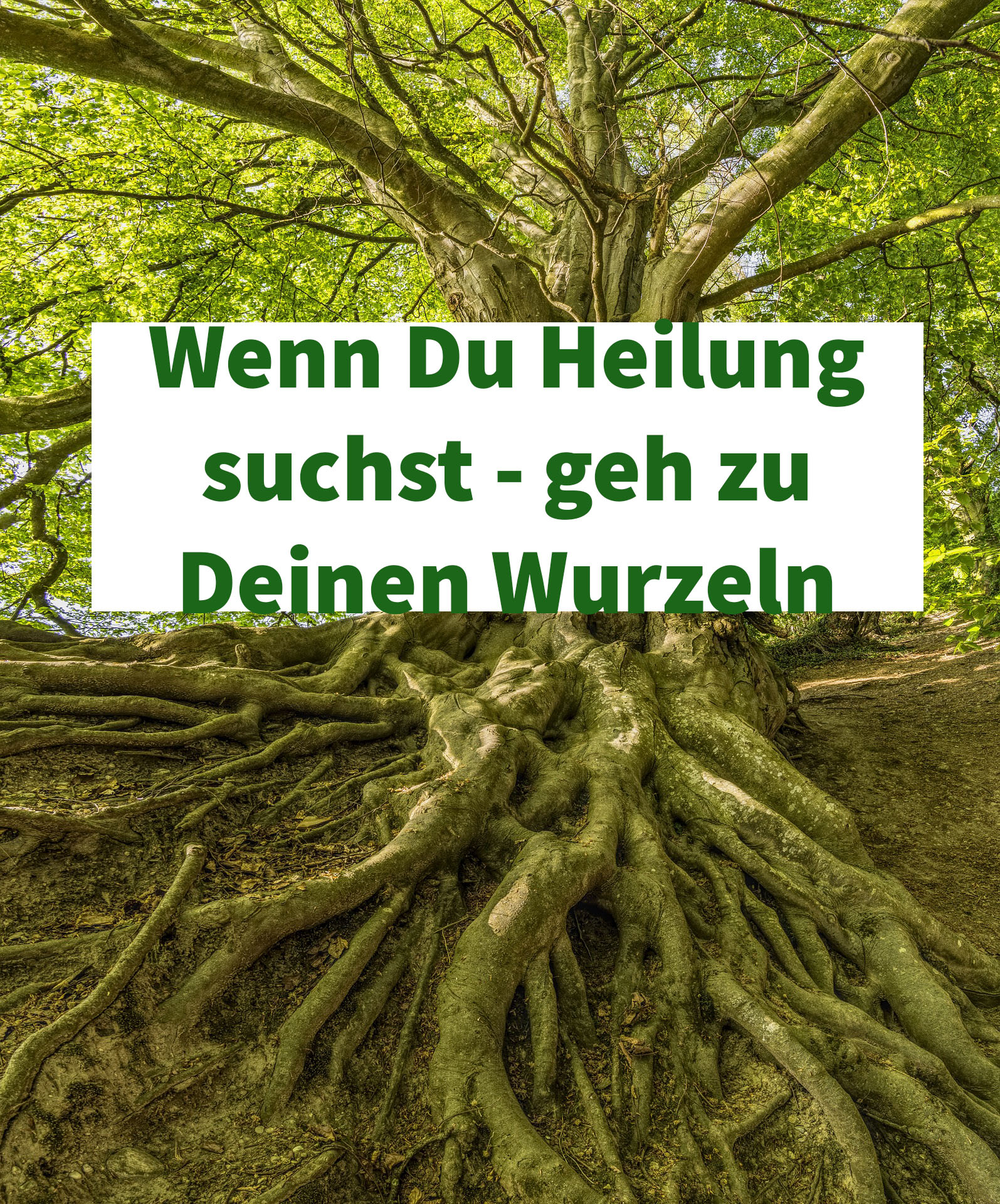 Wenn Du Heilung Suchst Geh Zu Deinen Wurzeln Susannebehrendt des 