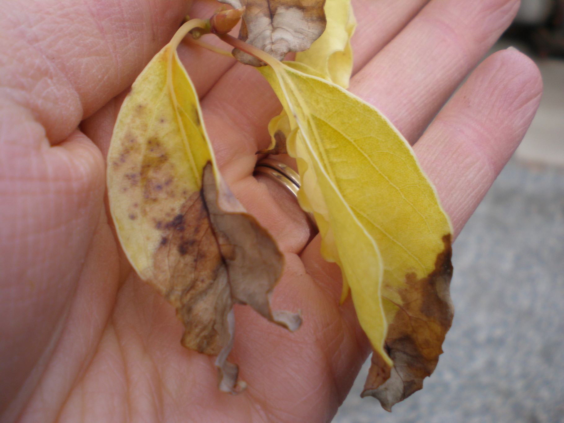 Salt Burn It can happen to you Cagliero Ranch Nursery