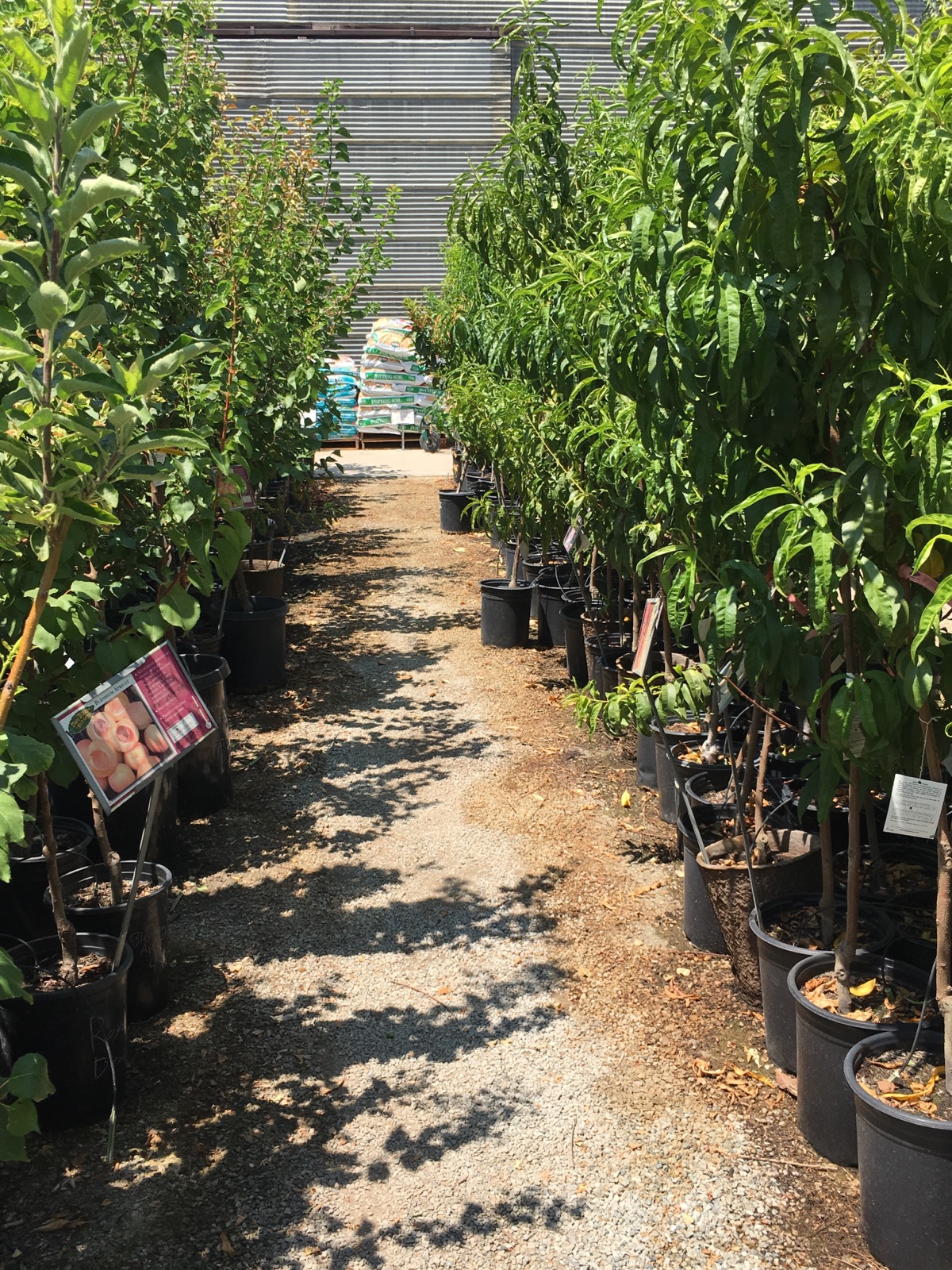 Fruit Trees Cagliero Ranch Nursery
