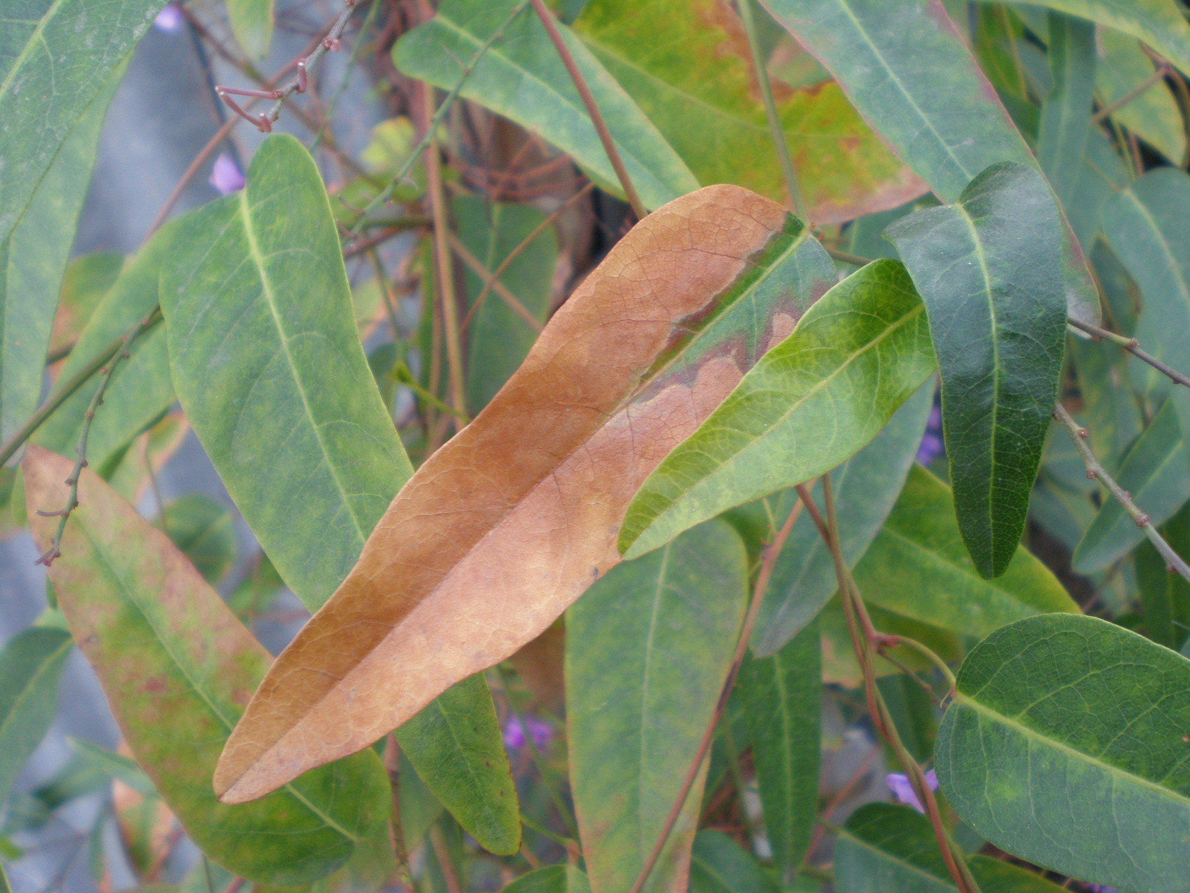 Salt Burn It can happen to you Cagliero Ranch Nursery