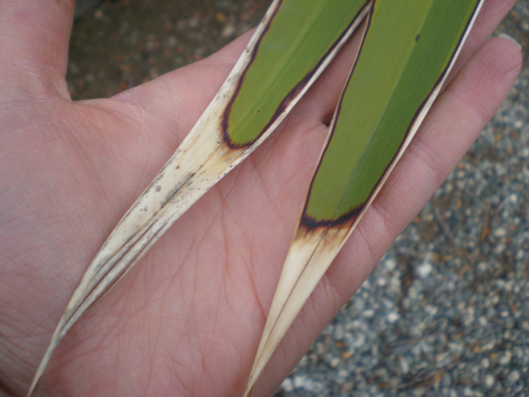 Salt Burn It can happen to you Cagliero Ranch Nursery