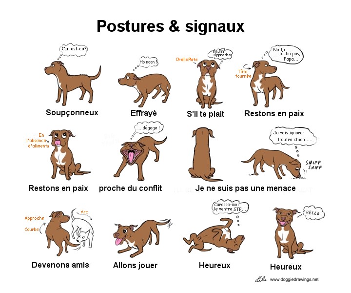 signaux-d-apaisement-du-chien