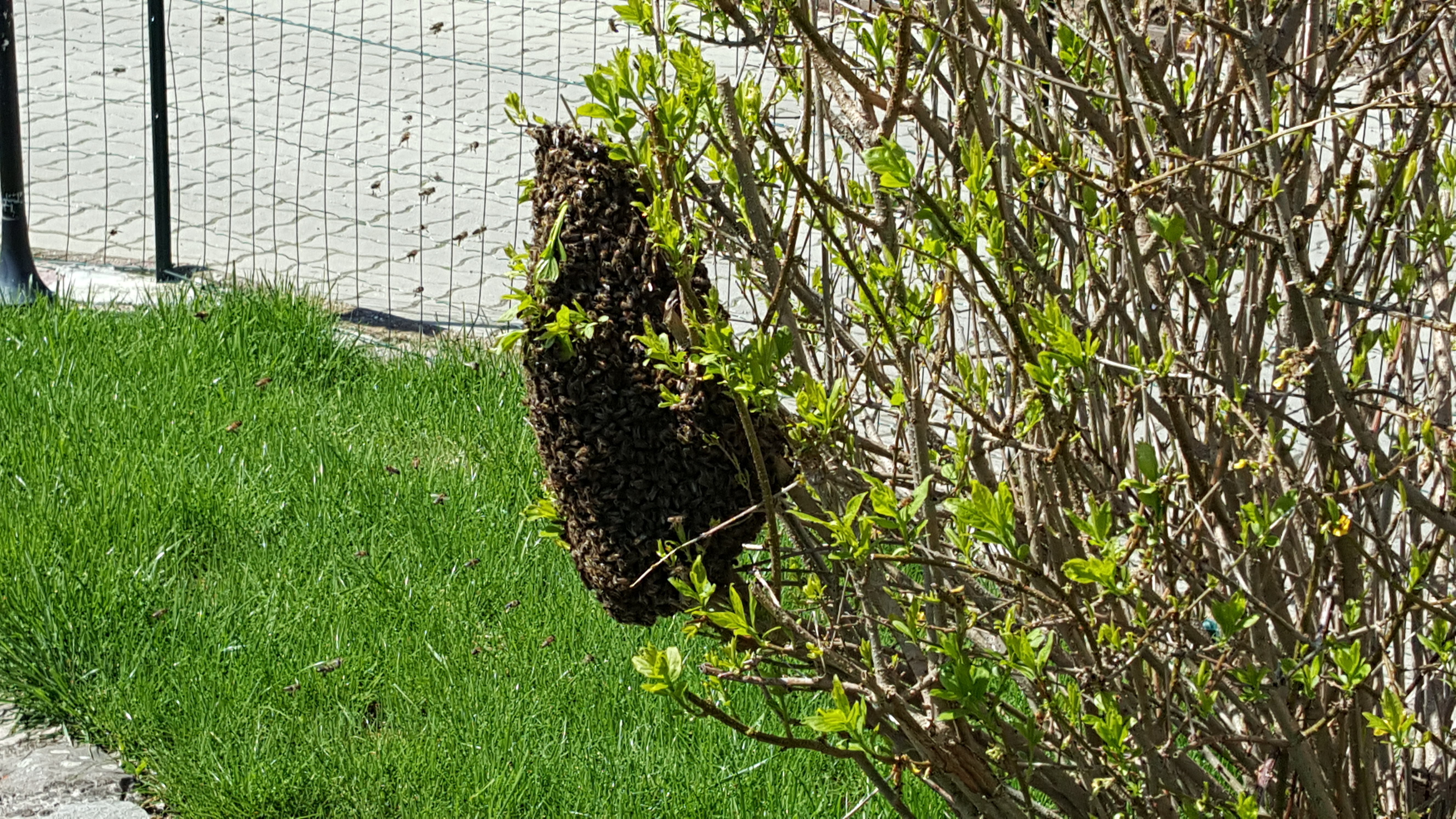 Essaim d'abeilles dans un arbuste