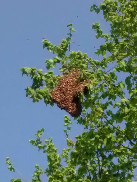 Essaim d'abeilles bien haut dans un arbre