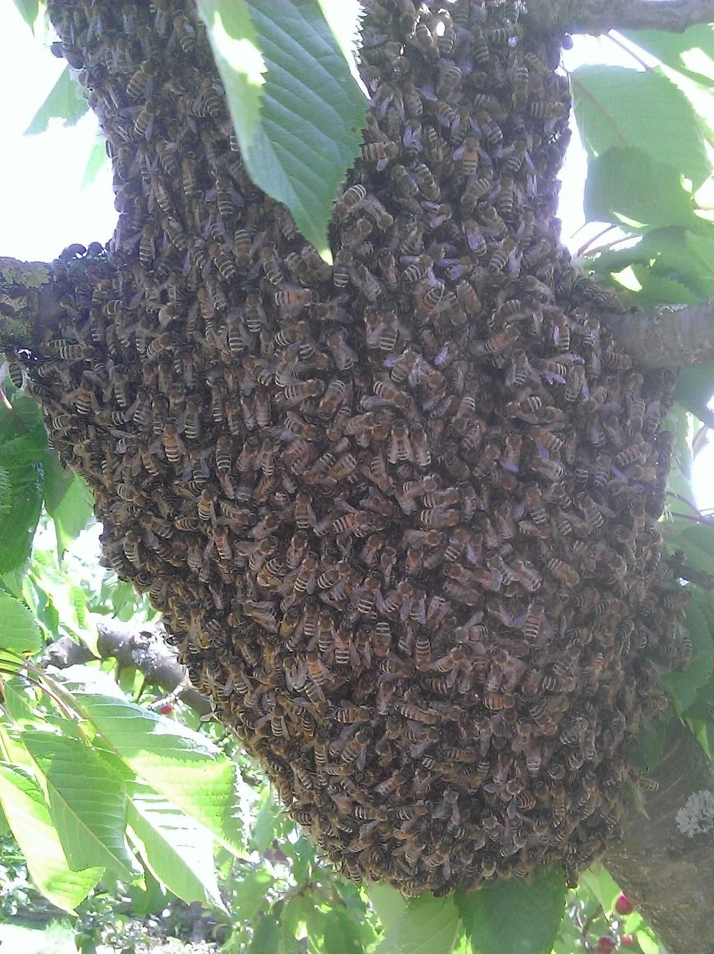 Gros plan d'un essaim d'abeilles dans un arbre