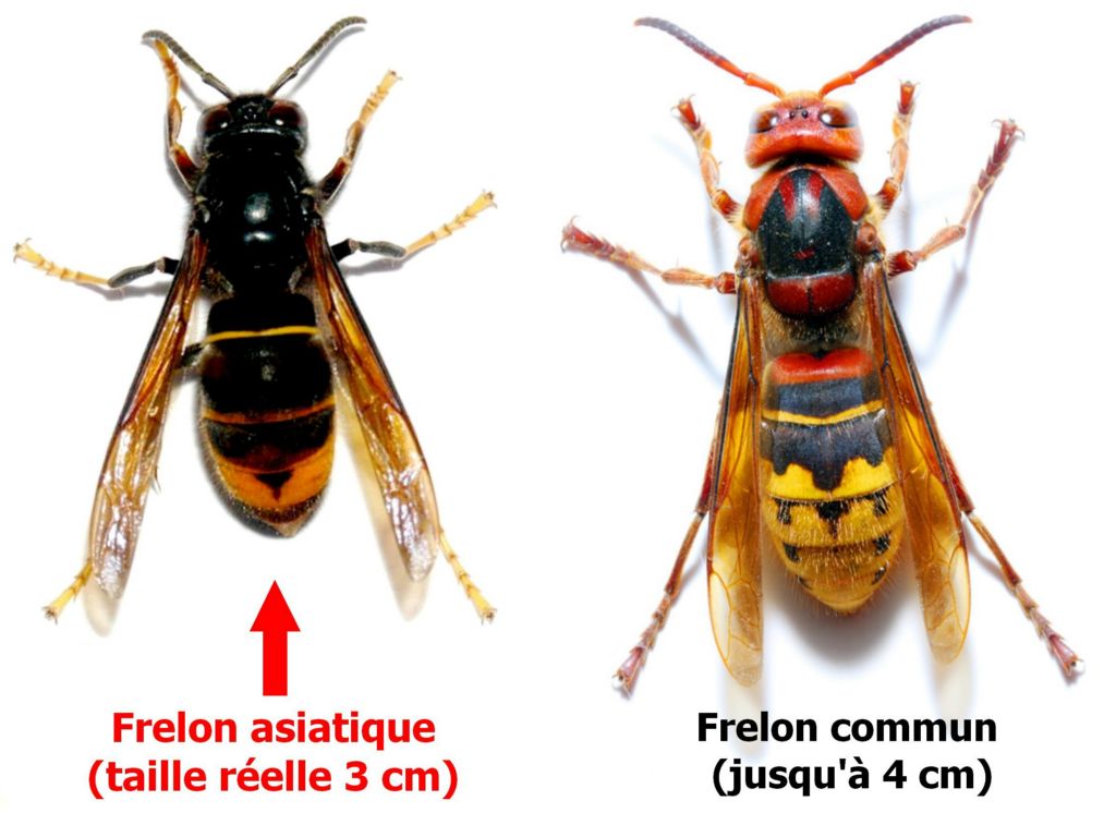 Difference Visuelle Entre Guepe Et Abeille Identifier : Abeille - Guêpe - Frelon européen ou asiatique. (Ainsi que