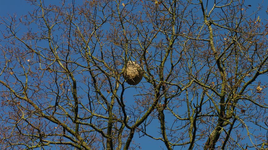 Nid de frelon facilement visible en automne !