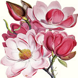 Magnolia campbellii – nach Sir Joseph Dalton Hooker (Botaniker, 1817-1911). Lithographie von Walter Hood Fitch (Botanischer Illustrator, 1817-1892)