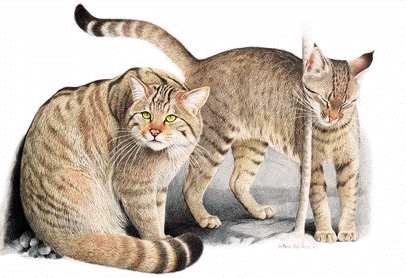 GATTO SELVATICO