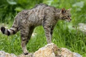 GATTO SELVATICO