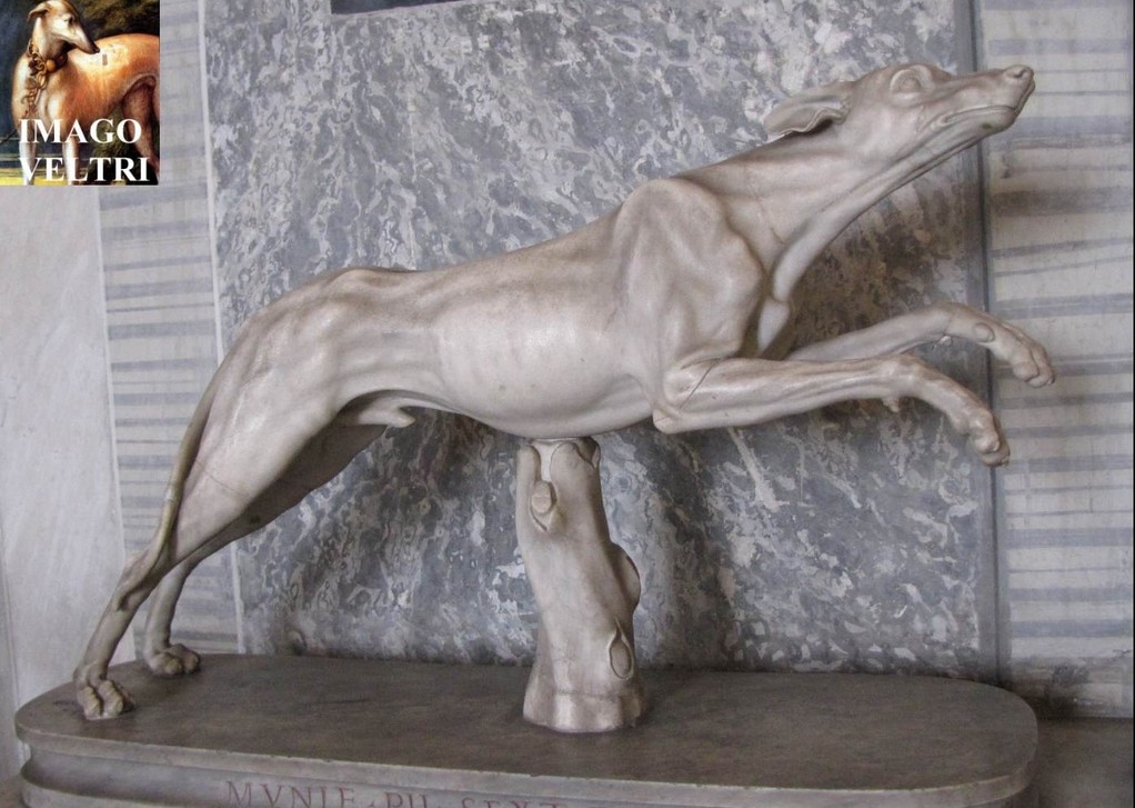 Musei Vaticani,sala degli animali copia romana di marmo ellenistico di veltro attaccante