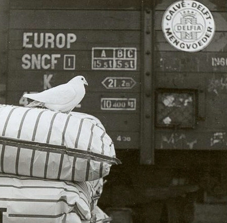 Zakken van de Mengvoederfabriek van Calvé aan de Wateringseweg klaar voor transport per trein (op de achtergrond). Op de zakken een duif,   circa 1960