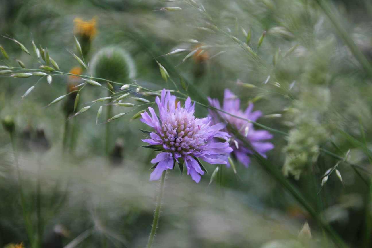 1. Platz: Jenny - Ackerwitwenblume