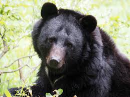 クマ情報