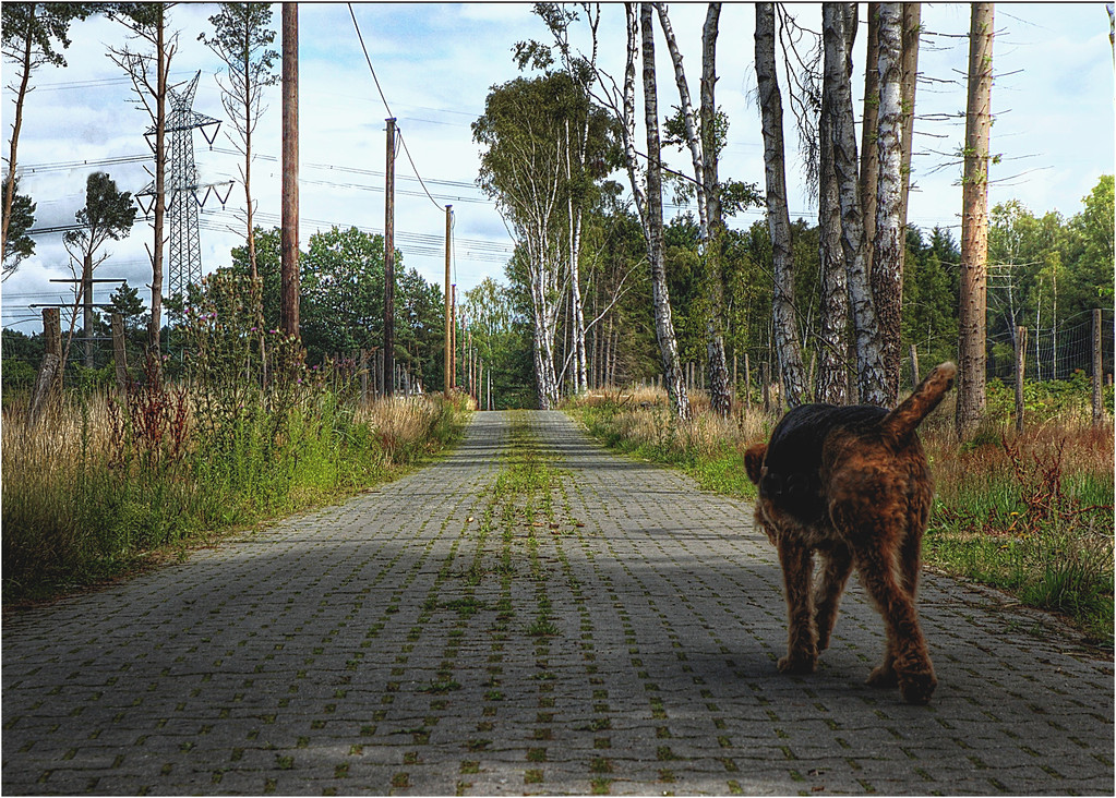 Tora, auf ihrem letzten Weg und von uns allen unvergessen.