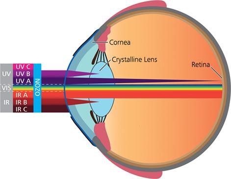 Dessin d'un oeil avec un graphique indiquant la profondeur de pénétration des UV et des infrarouges 