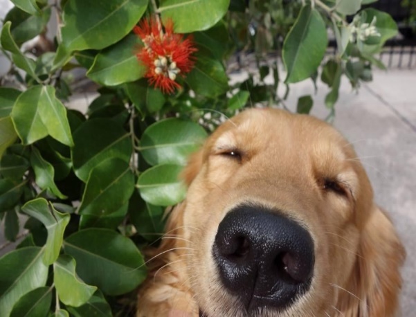 Dog training Amy Greenwell Garden Big Island Hawaii