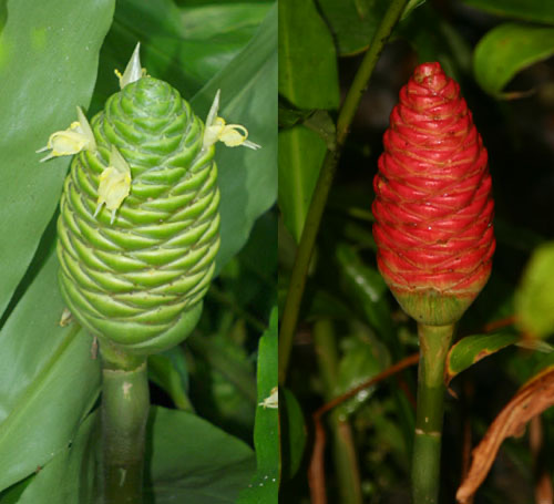 The Featured Plant Awapuhi Ah Vah Poo Hee Shampoo Ginger Zingiber Zerumbet Zingiberaceae Ginger Family Polynesian Introduced Friends Of Amy B H Greenwell E Garden