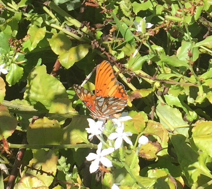 Many people confuse this non-native Passion Vine Butterfly, sipping nectar from a native ‘ilie’e, with the Kamehameha Butterfly. Identification takes practice! (Photo by Maile Melrose)