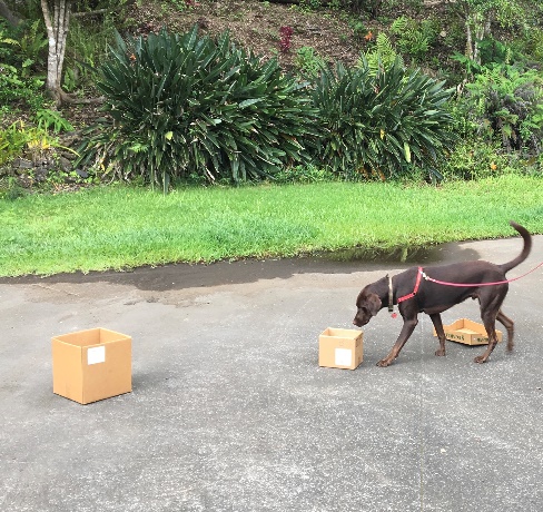 Dog training Amy Greenwell Garden Big Island Hawaii