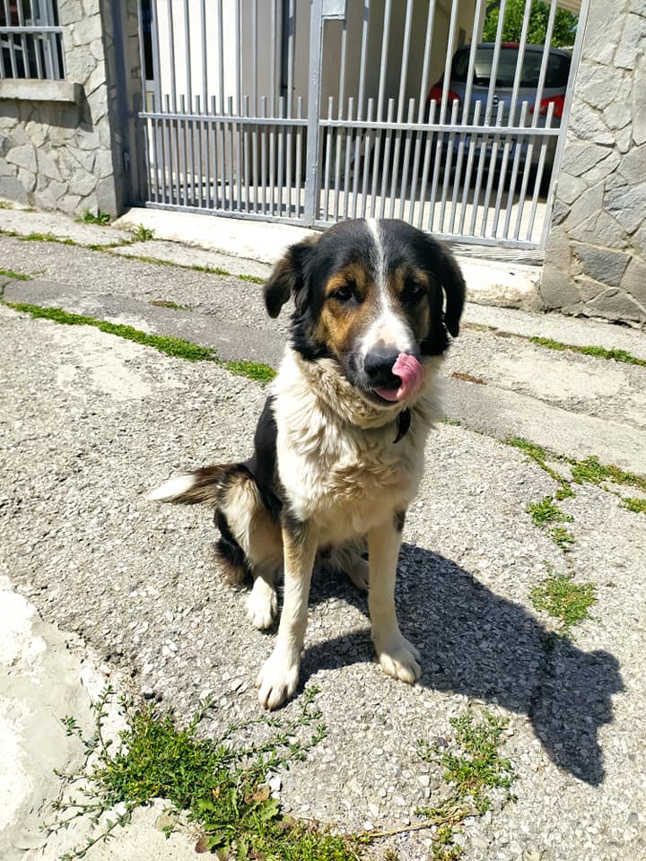 Emma vor der Tierklinik