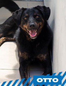 Otto