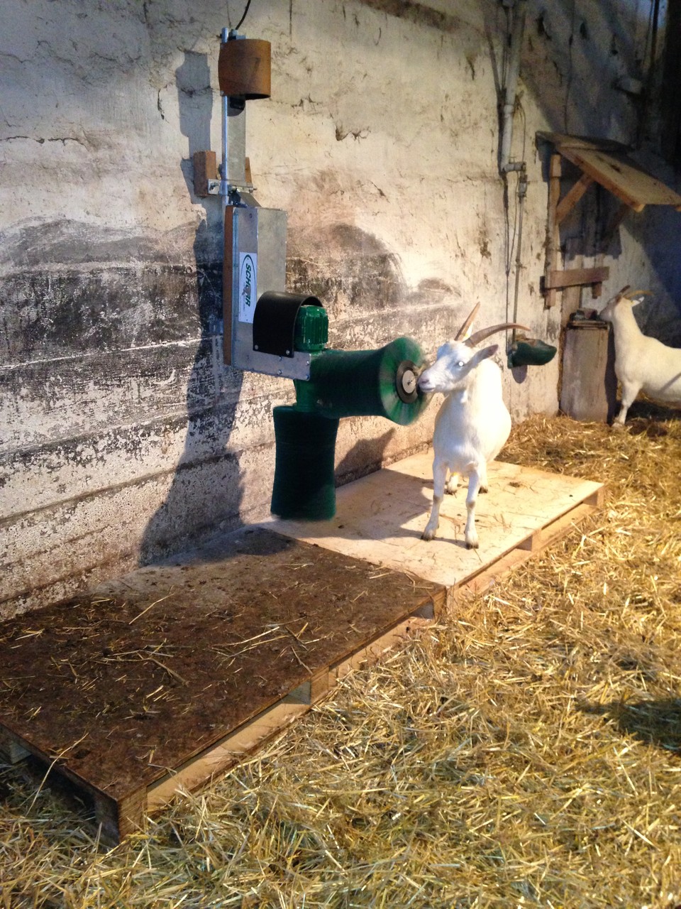 SCHURR 2brushsystem for goats goatbrush Schurr Gerätebau GmbH