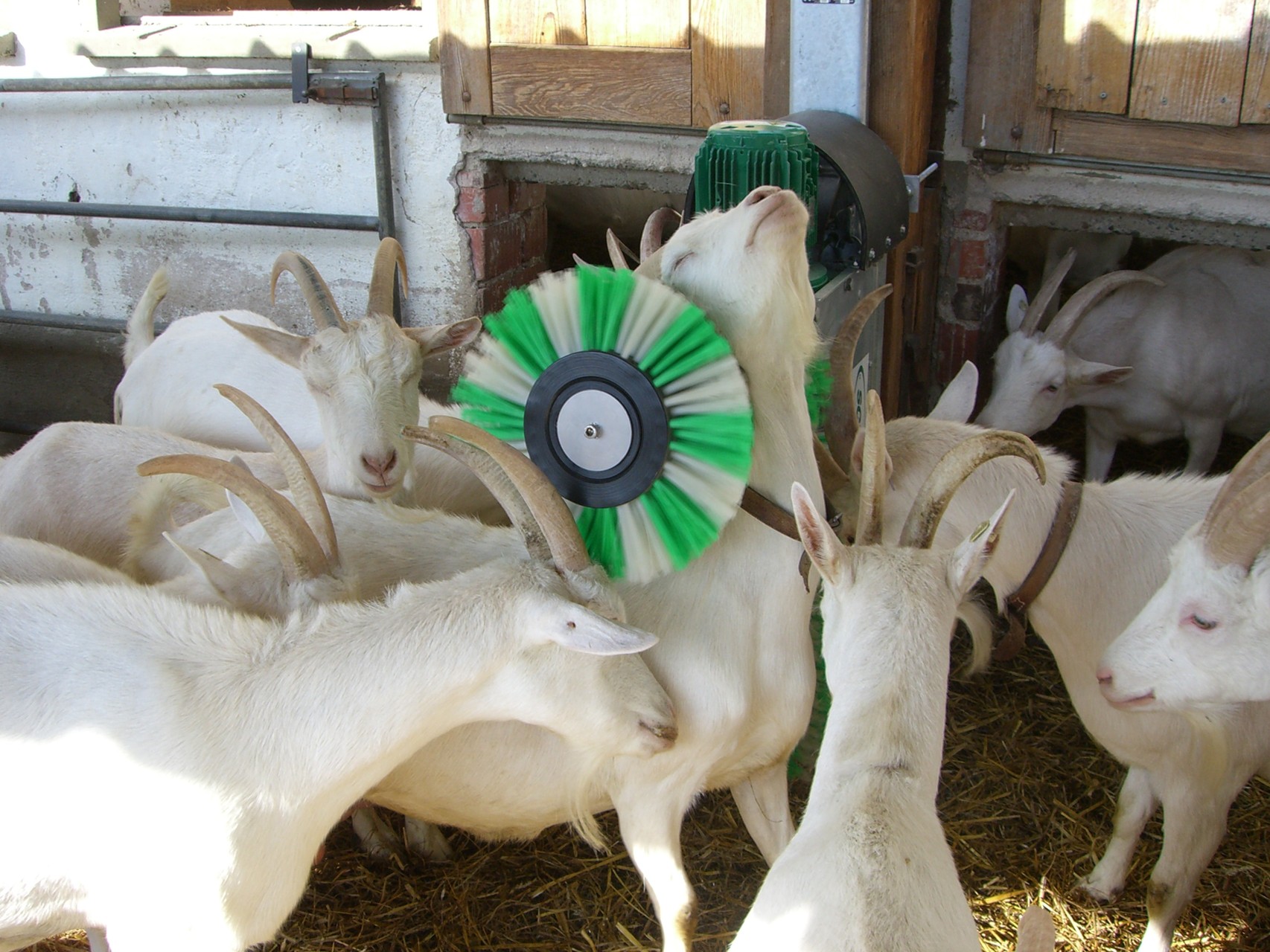 SCHURR 2brushsystem for goats goatbrush Schurr Gerätebau GmbH