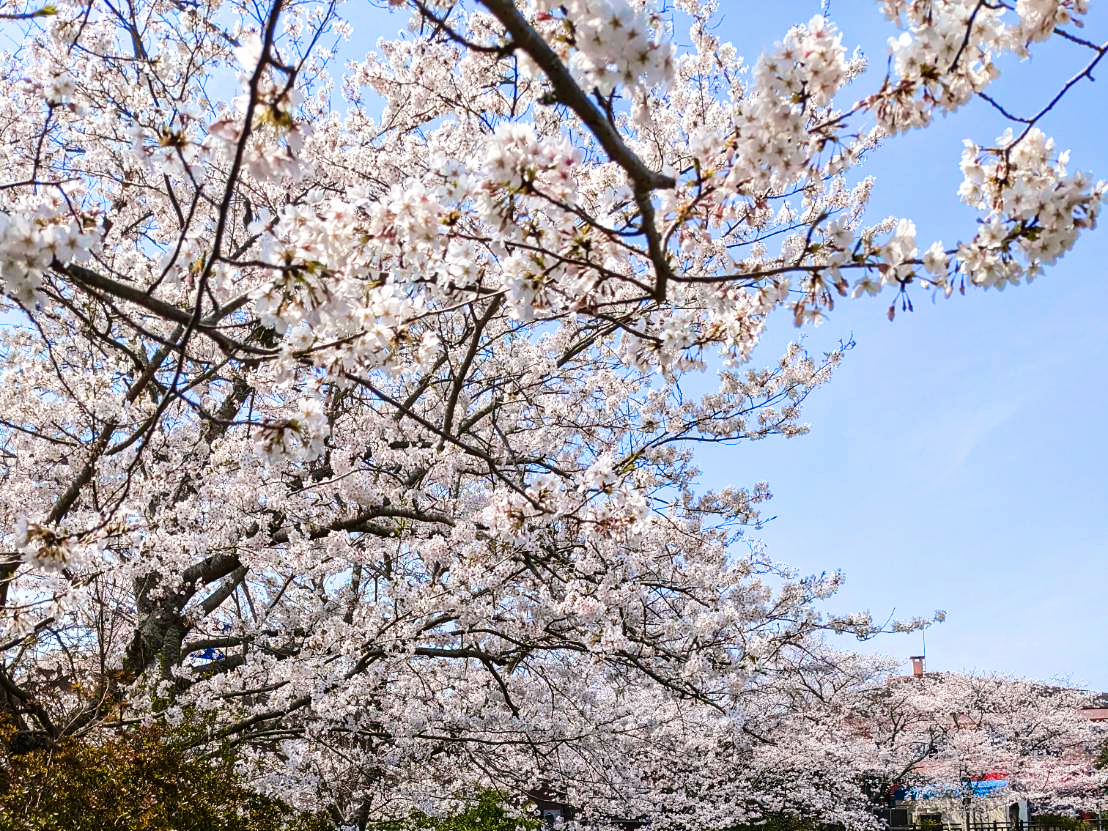 西海橋公園にお花見に行ってきました♪