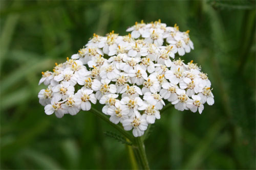 Achillea millefolium (Asteracée)