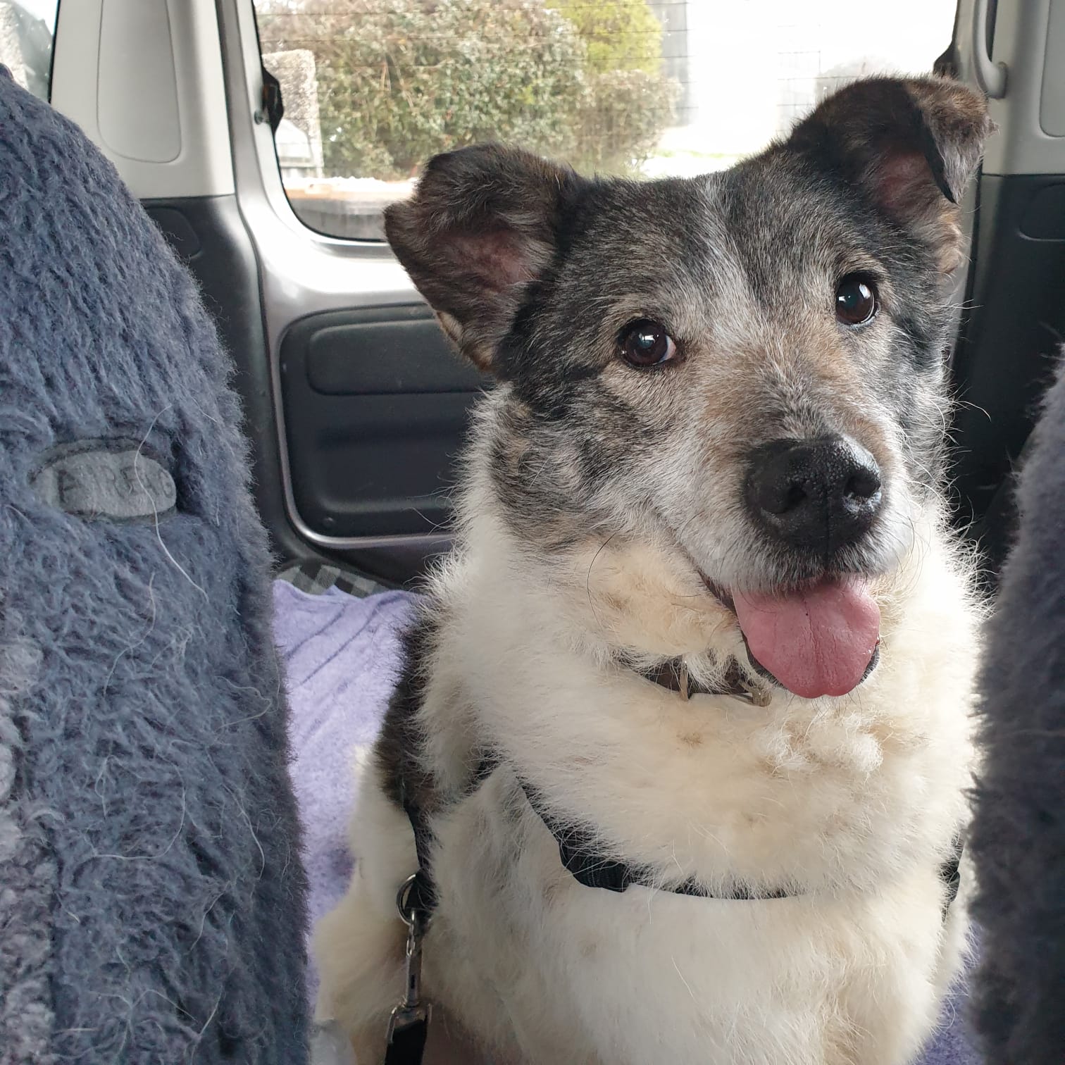 unsere hunde in pflegestellen hundehilfe im tal e v