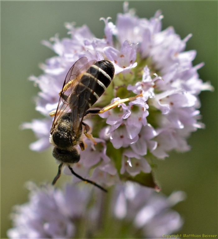 Gelbbindige Furchenbiene (Halictus scabiosae)