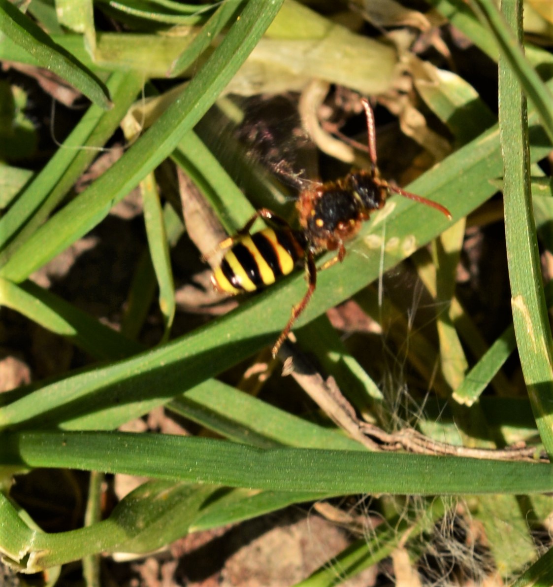 Rothaarige Wespenbiene (Nomada lathburiana)