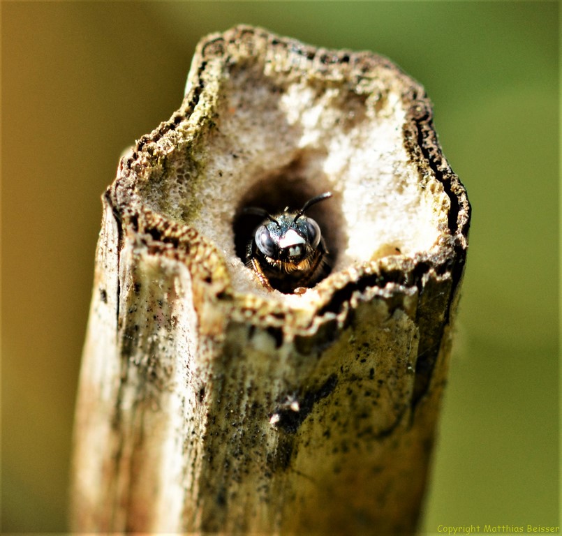 Keulhornbiene (Ceratina)