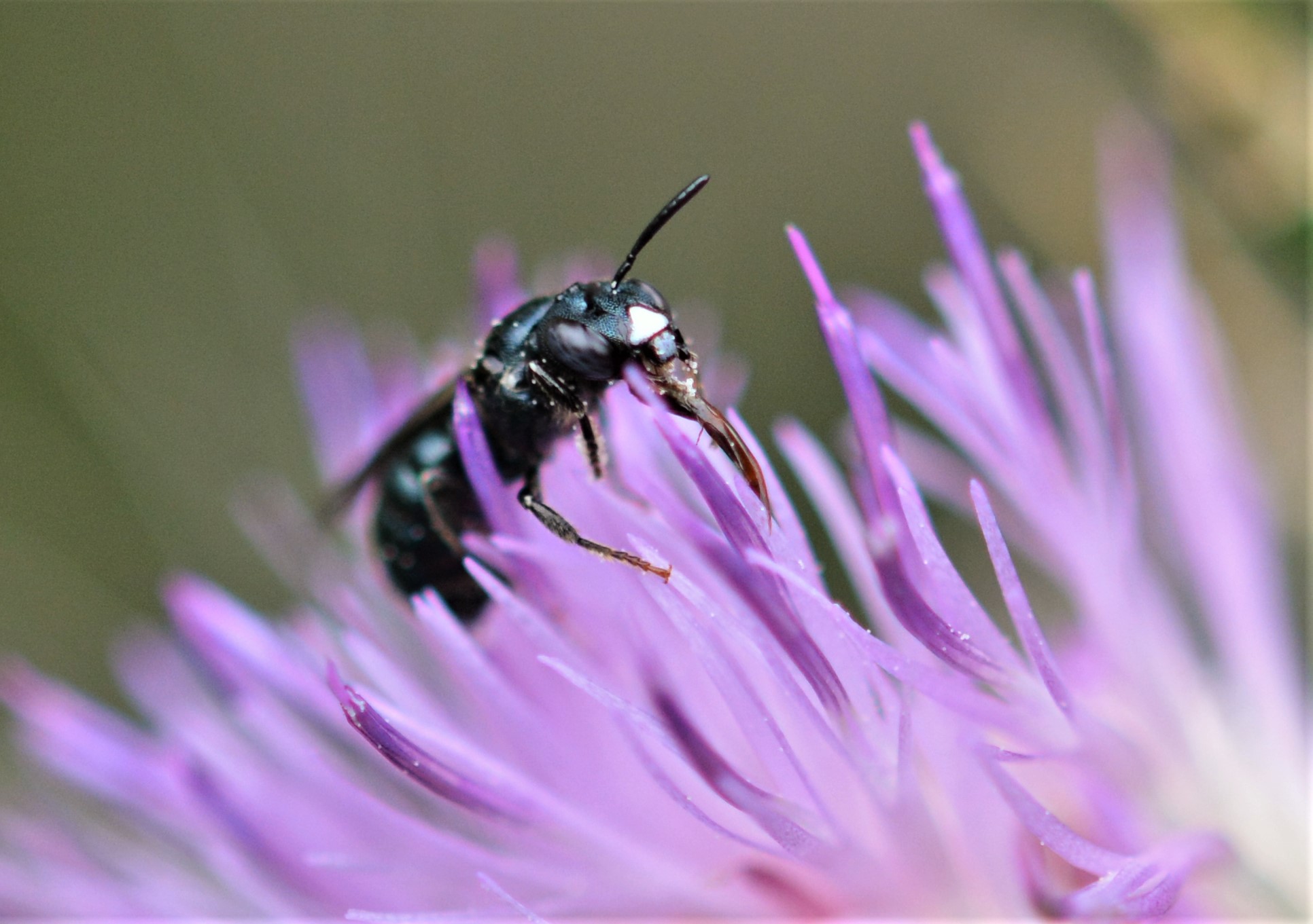 Maskenbiene (Hylaeus sp,)