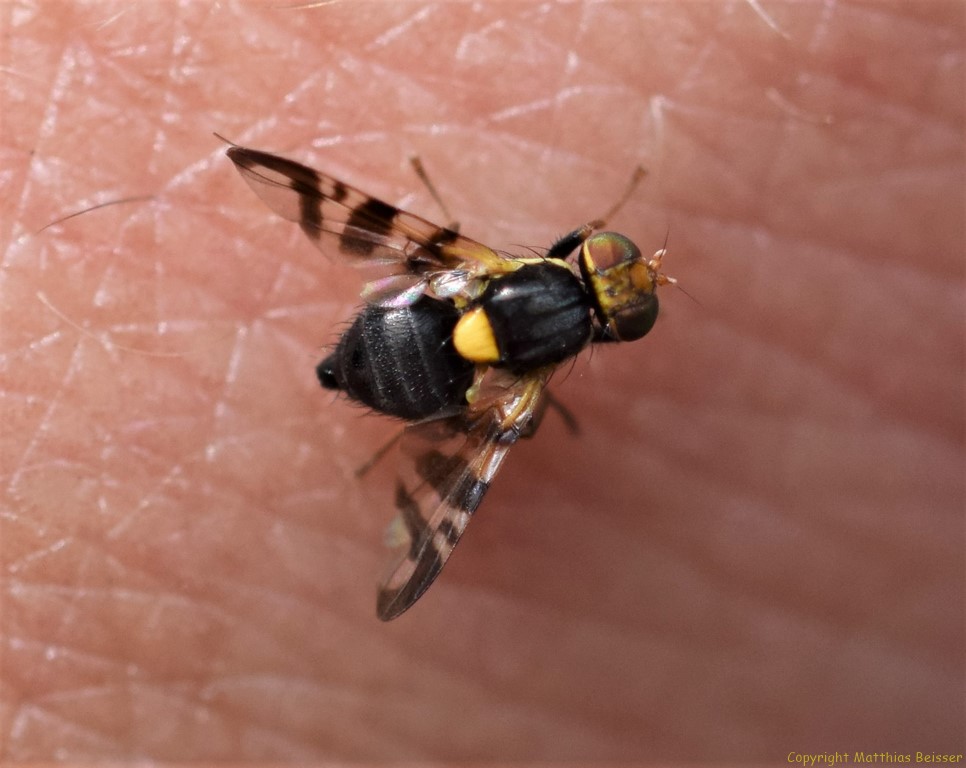 Distelbohrfliege (Urophora cardui) 