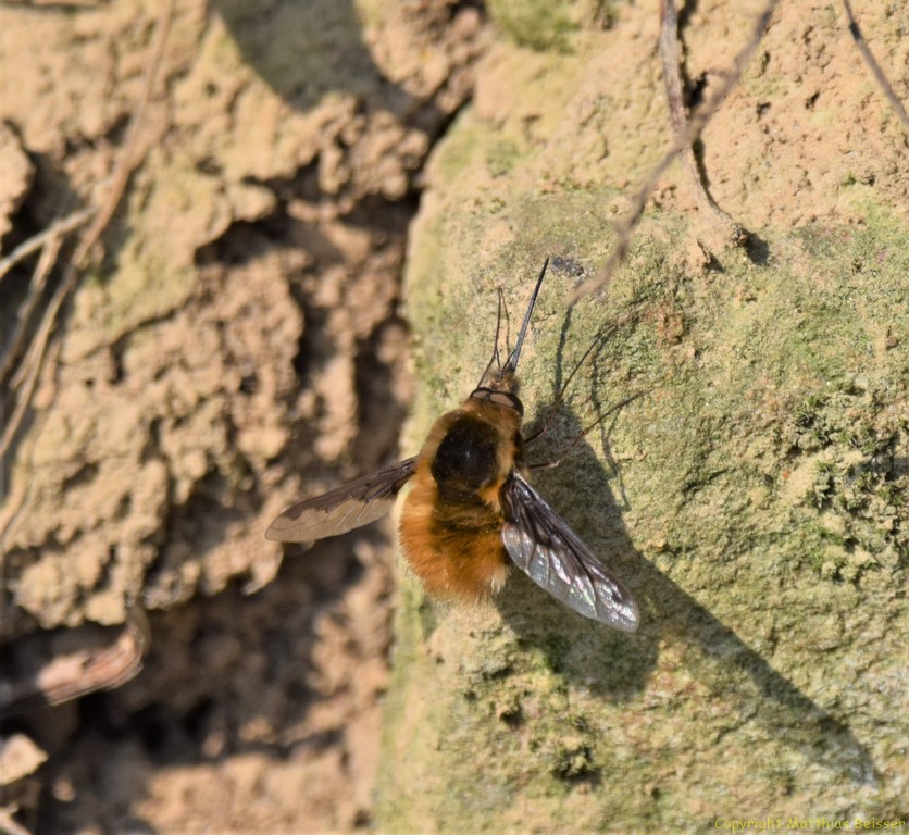 Wollschweber (Bombyliidae)