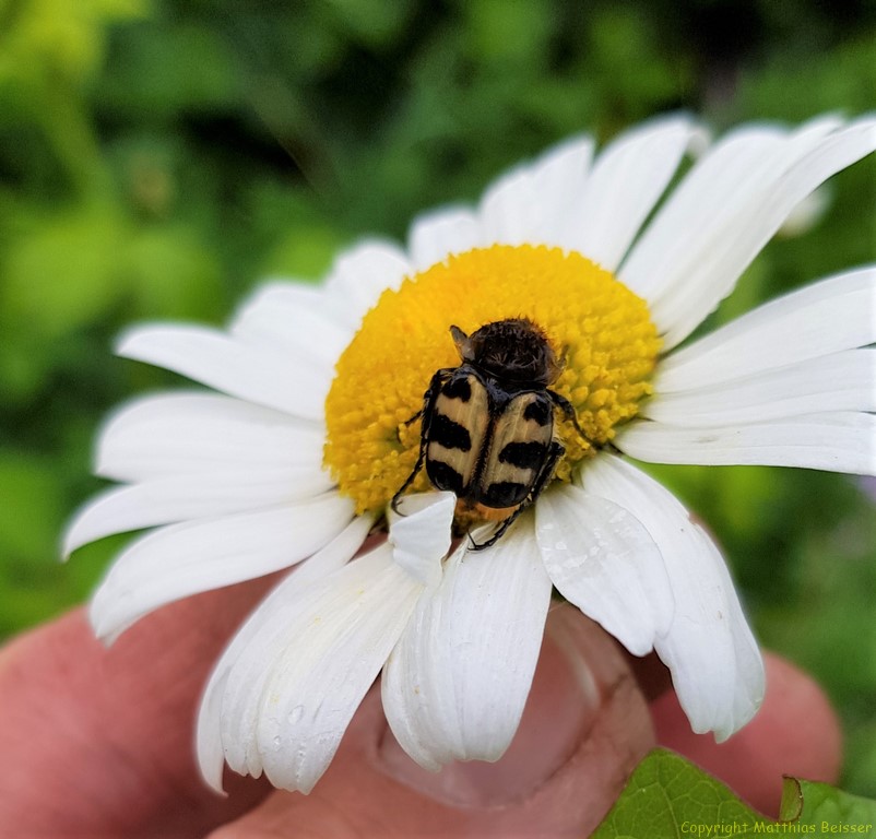 Gebänderter Pinselkäfer [Trichius fasciatus]