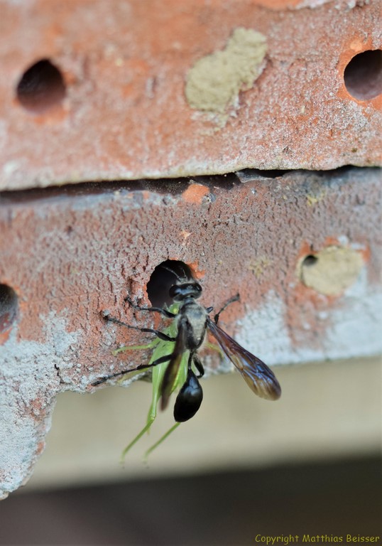 Stahlblaue Grillenjäger Weibchen (Isodontia mexicana) 
