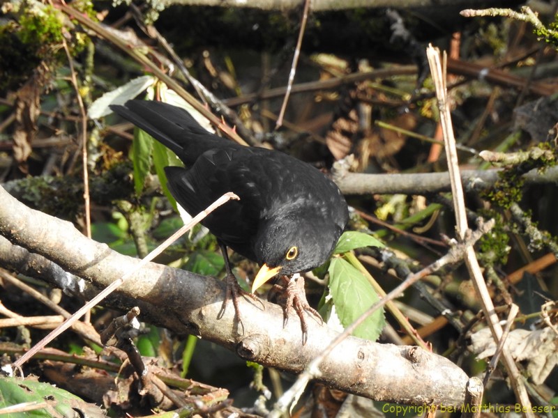 Amsel