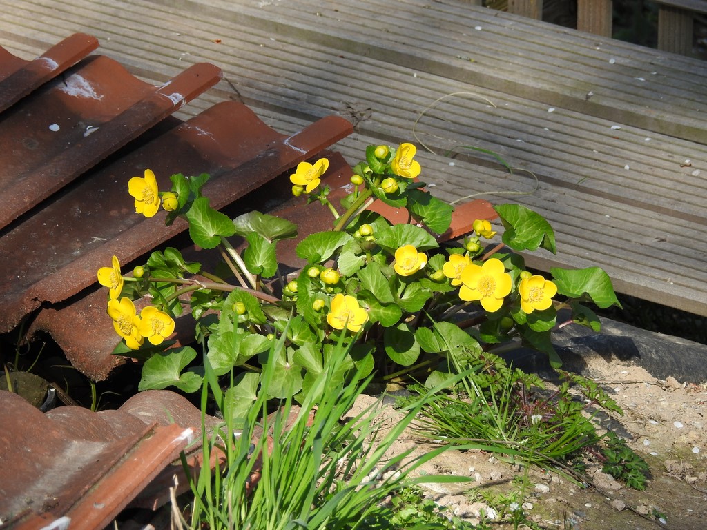 Endlich regt sich wieder das Leben im Hortus.